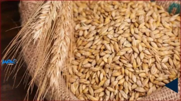 سعر اليوم.. تحديث جديد لأسعار طن الأرز الشعير في 8 أكتوبر 2025